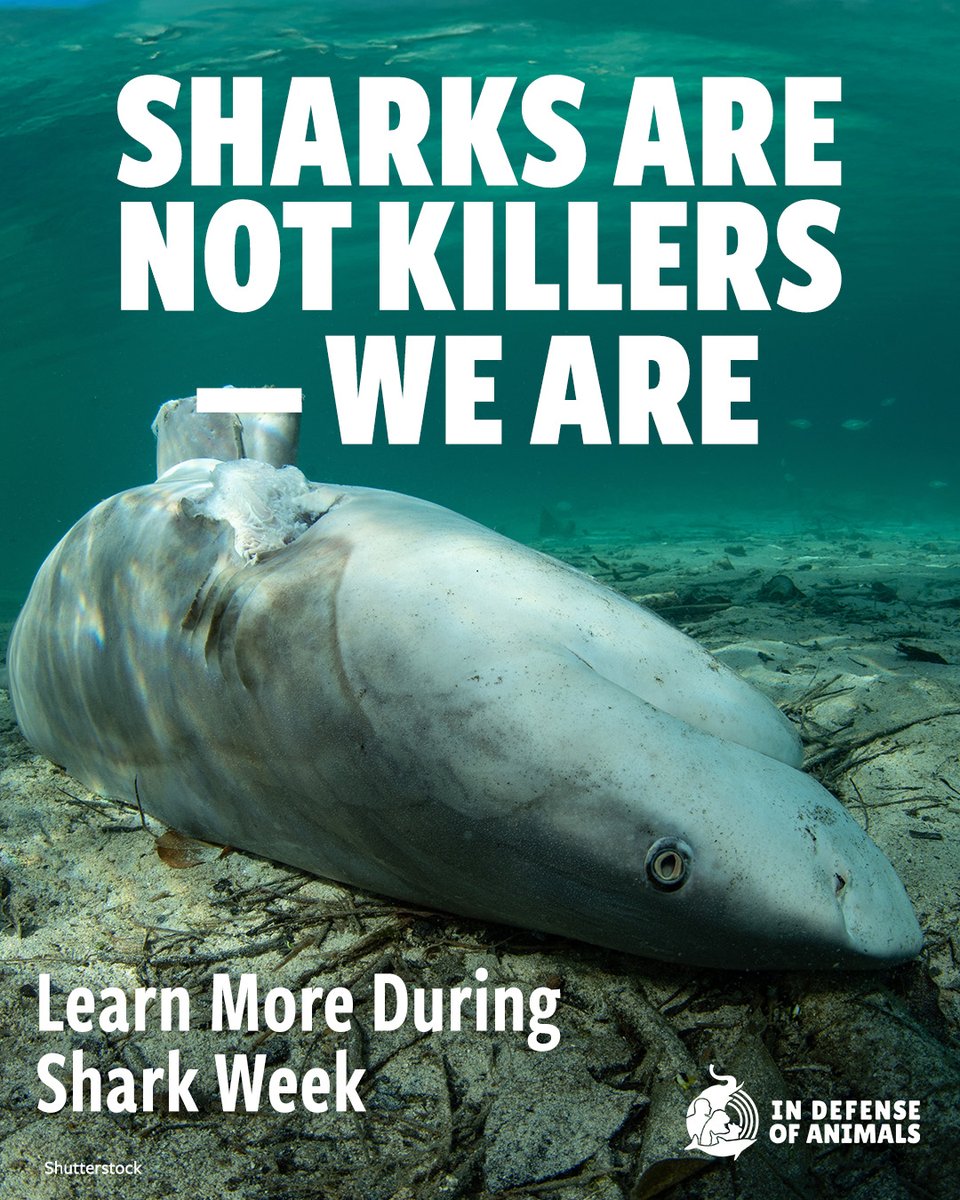 IDAUSA's tweet image. Sharks aren’t hunting us — we’re hunting them.
Up to 100 million sharks are killed every year, mostly for their fins.
This Shark Week, tune in with awareness & speak out for sharks.
More: bit.ly/4eT84O0
Pls RT
#SharksAreNotKillers #SharkWeek #BanSharkFinningWorldwide