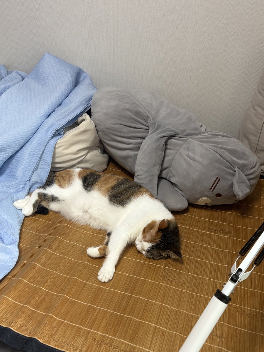 cooki__tty's tweet image. 고양이 인형이랑 똑같은 자세로 잔다