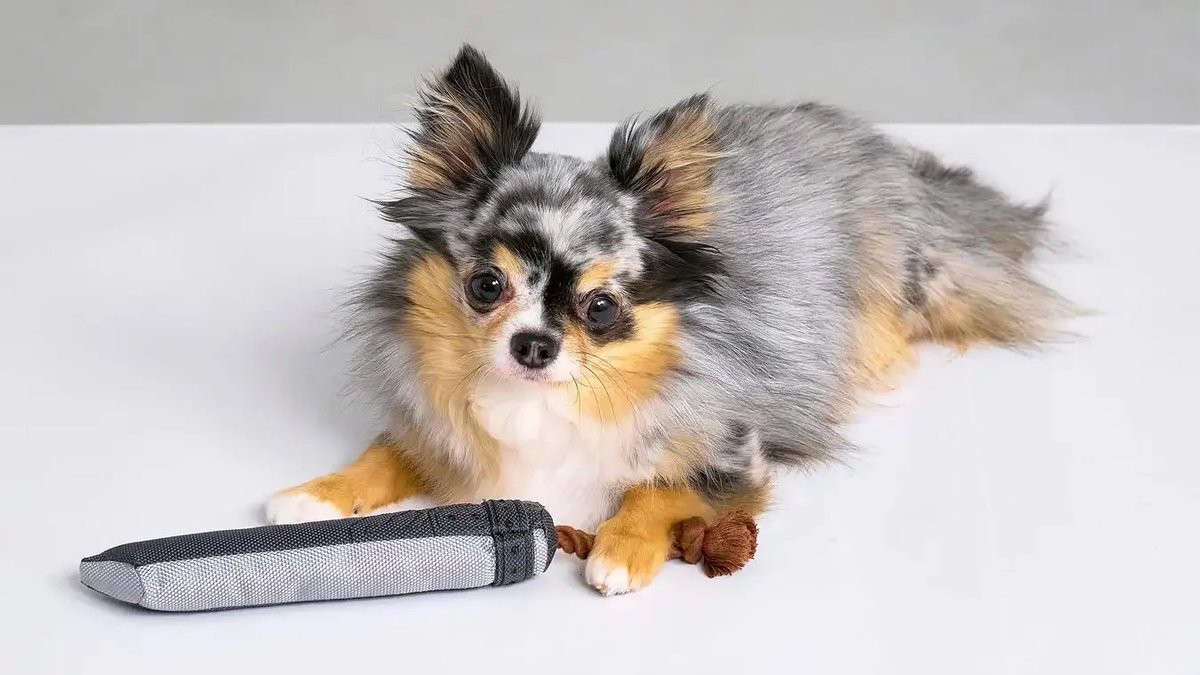 ShinraArch's tweet image. If you fail to sink the red submarine in FFVII, when you go back to steal it, you’ll be given the choice of taking the Shinra soldiers’ pet Guard Hound as a canine captive. Of note here is how Cloud curses at it, saying, “You damn Shinra dog!” (UO, 2005)