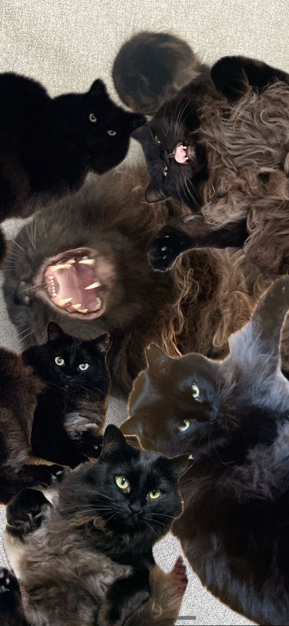 猫クロページ announcement-thumbnail-p155210
