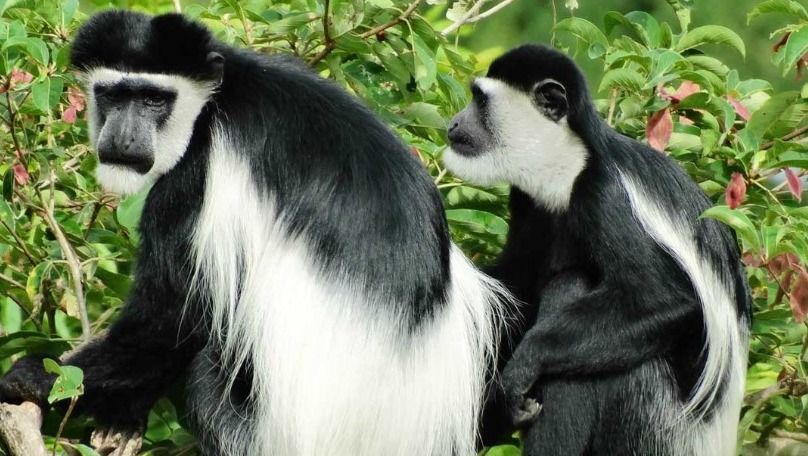Did you know Bwindi is home to 120 mammal species? From playful monkeys to shy forest elephants, there's always something to spot! Plan your wildlife adventure at bwindiforestnationalparkuganda.com   #bwindiimpenetrablepark
#bwindinationalpark
#bwindipark