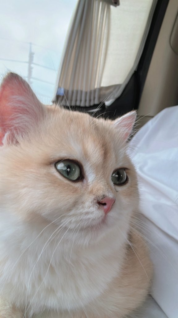 “วันนี้รอป๊าผมแพรพนะคับ 🐶
ขอเวลานิดนึง ใจพร้อมแล้ว เหลือแค่เจอป๊า~
💙รอด้วยใจฟูๆ 😍คนนี้แหละป๊าของผม”

“Today, please wait for my dad for a moment. 🐶
Give me a moment. My heart is ready. All that’s left is to meet my dad~
💙Waiting with a full heart 😍This person is my dad.”