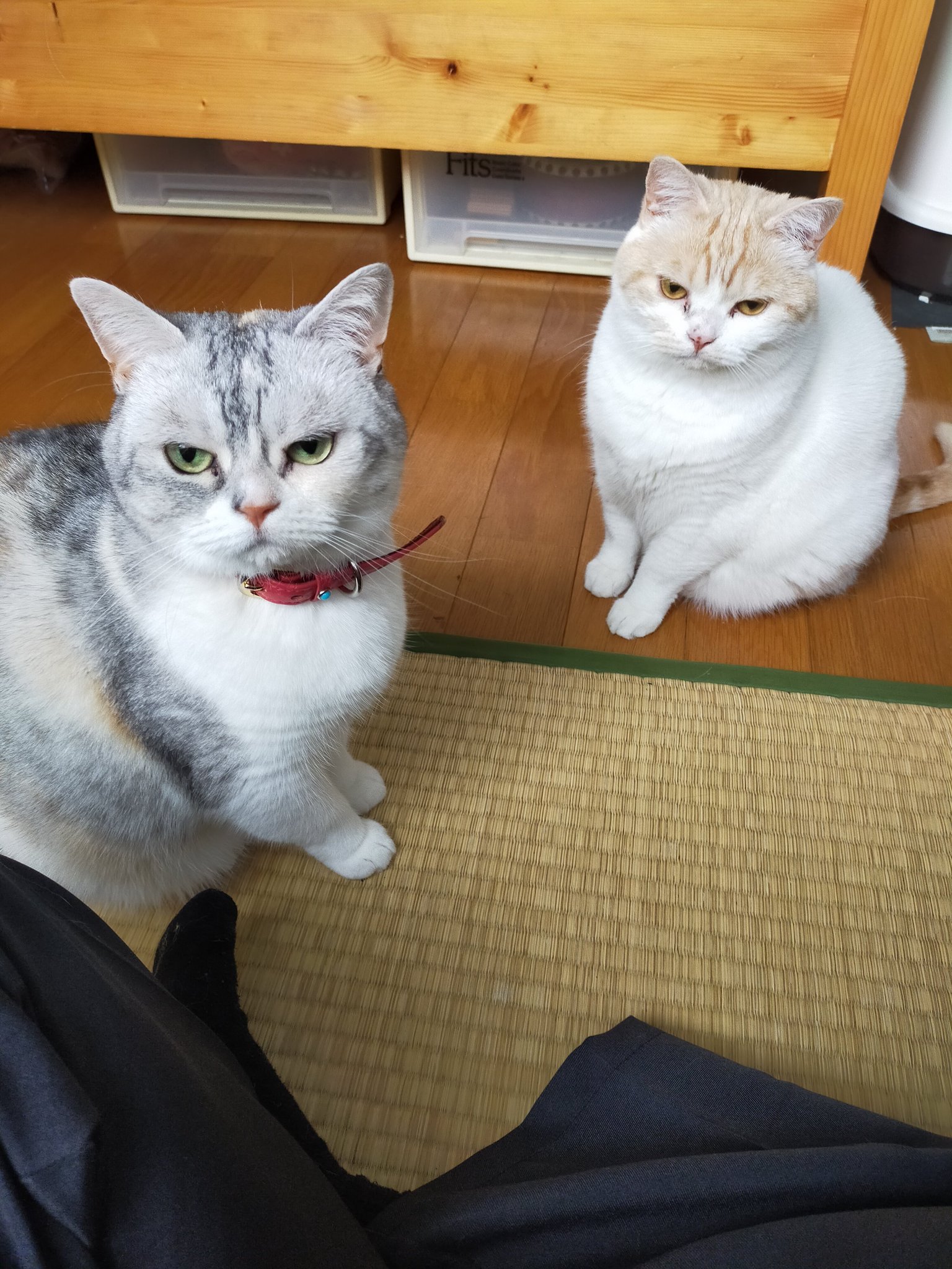 まさねこ まさまさ(猫) (@nyanyanya0902) / X