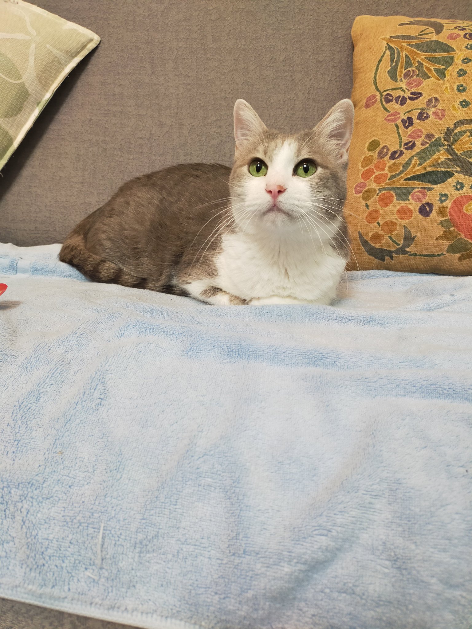 ♡ ねこまさぎ 様、専用♡※他の方はご遠慮ください‼️ まさまさ(猫) on X: 