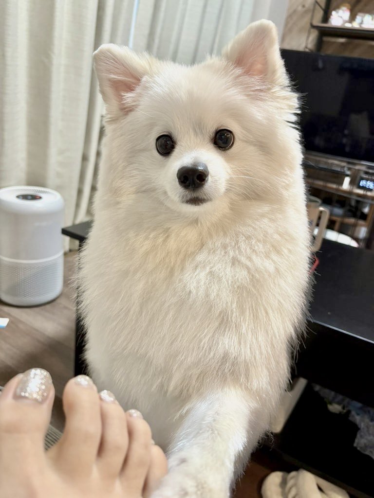 久々のトリミング✨
暑いのでかなり短めにしたら白熊になってしまった…🐻笑
2枚目はおやつ欲しさに足にお手するシフォ神

#犬好きさんと繋がりたい
#ポメラニアン
#デカポメ