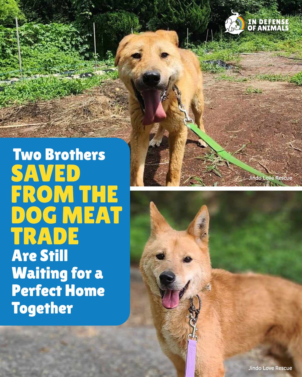 IDAUSA's tweet image. These two sweet dogs rescued from South Korea’s dog meat trade are still waiting to be adopted! #DCMT
Read more: bit.ly/4eY2zhf
Pls RT and support our work for animals bit.ly/4kMfROW