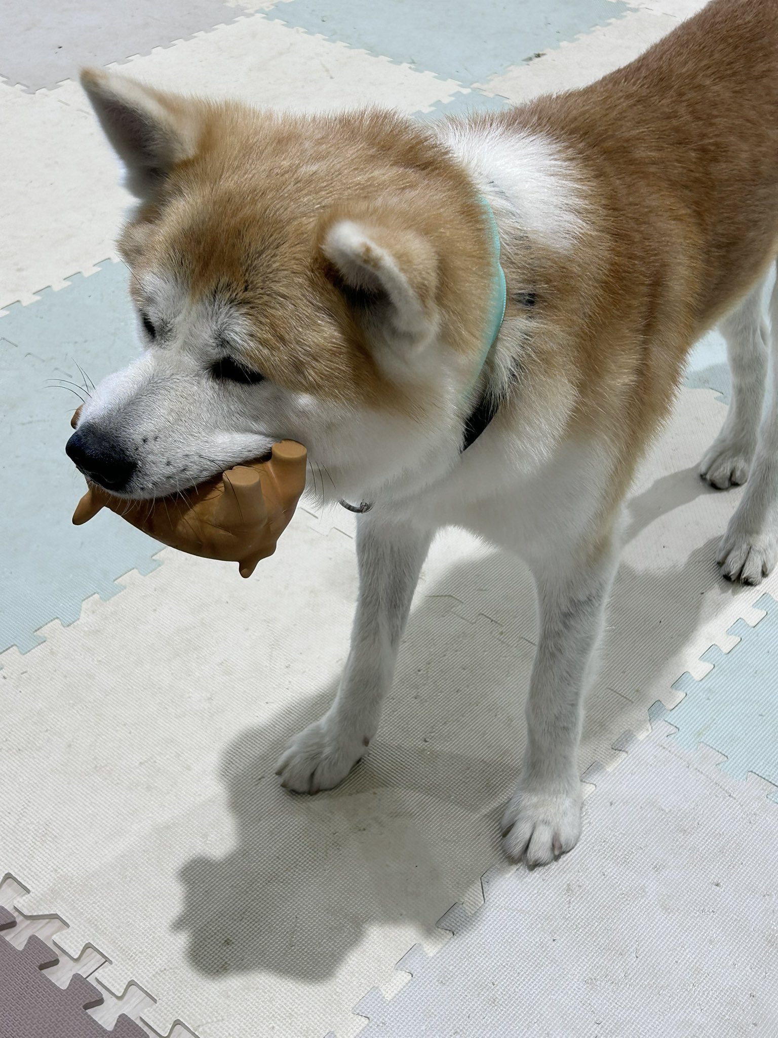 犬丸2点おまとめ 楽天市場】トラディショナルカラー SS DK140 Luludoll