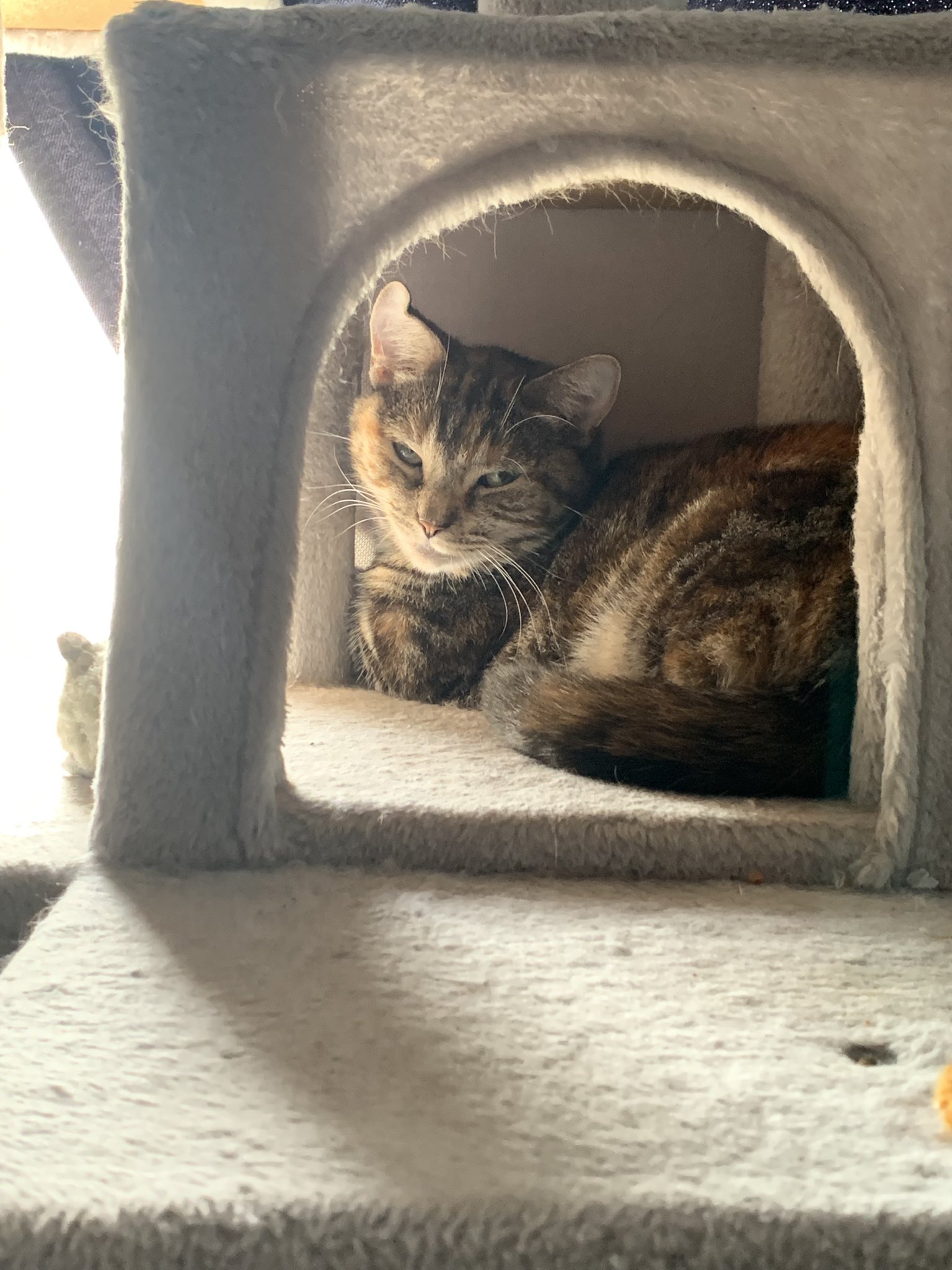 ねこまたKAN☆KAN on X: 