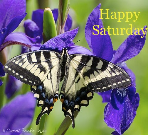 <a href="/BsoRules/">Kathy</a> <a href="/LaurieMit/">Laurie M.</a> <a href="/akakatie1/">Carla Muirheid Hunt</a> <a href="/kheath873/">Kelly Heath</a> <a href="/NCLATodd/">Lisa T</a> <a href="/GarageNinja1/">Kathy 🥷</a> <a href="/SMRoth66/">Sherry</a> <a href="/silbert_marge/">Marge Silbert</a> <a href="/terry_sackett/">Terry Sackett ☮️🌱🌳🌷🌺🌼🌞</a> <a href="/4CherBear67/">🇨🇦 Cheryl Marie 🇨🇦</a> <a href="/Sarahkittrell3/">Sarah K</a> <a href="/nkotblockhead1/">Kalyn</a> <a href="/CherylR8386/">Paisa8386</a> <a href="/tonyhughes50s/">tony hughes</a> <a href="/DDUBGIRL69/">Traci Proud Donnie Girl BH4Life</a> <a href="/deborahpearce18/">Debbie 🐶🍰🍩🐾🐾</a> Happy Saturday!