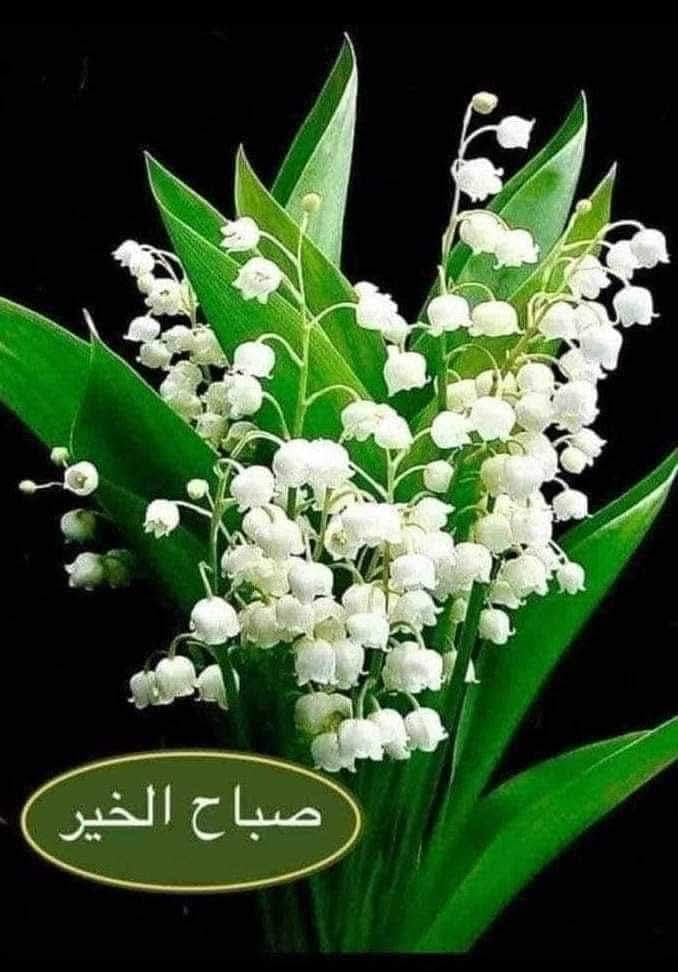 الله إذا وجدك راضيا منحك من عطاياه ما يليق بك
لا لأنك طلبت بل لأنك رضيت
صباحكم رضا من الرحمن
#صباح_الخير_والسعاده