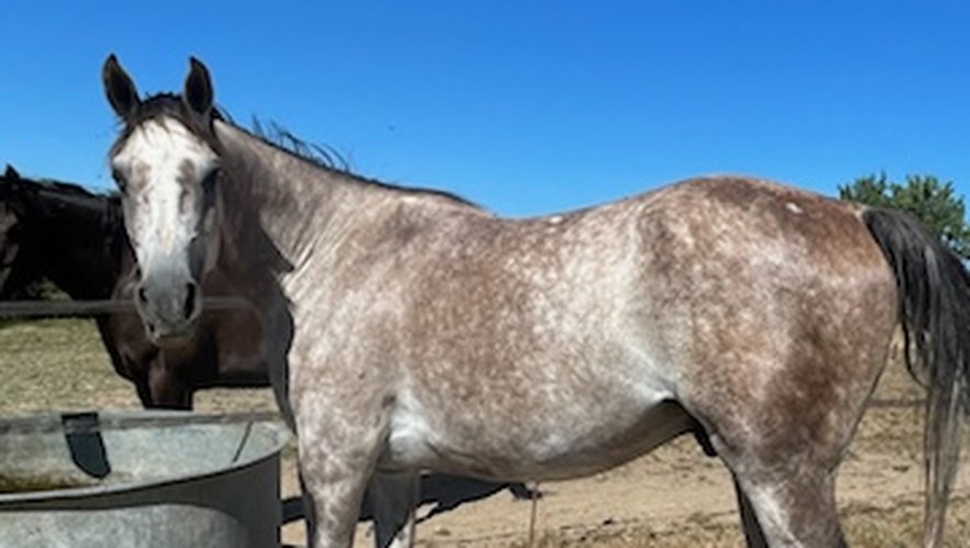LFPCheval (@lfpcheval) on Twitter photo 🚙🛡️ "Il m’a engueulée comme du poisson pourri"… Un chauffard percute un cheval et sa cavalière, les insulte et prend la fuite
un fait devenu tellement banal mais qui reste inacceptable !!!
ow.ly/oxMV50WrIjs 🚙🛡️ "Il m’a engueulée comme du poisson pourri"… Un chauffard percute un cheval et sa cavalière, les insulte et prend la fuite
un fait devenu tellement banal mais qui reste inacceptable !!!
ow.ly/oxMV50WrIjs