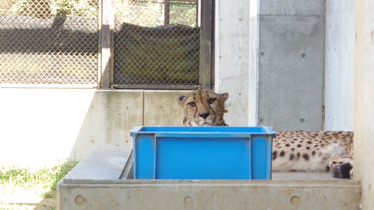 現在パドックにて飼育中のズラヤです。体勢を変えつつもこちらをじっと見ています。（飼2）
#千葉市動物公園 #チーター ＃ズラヤ