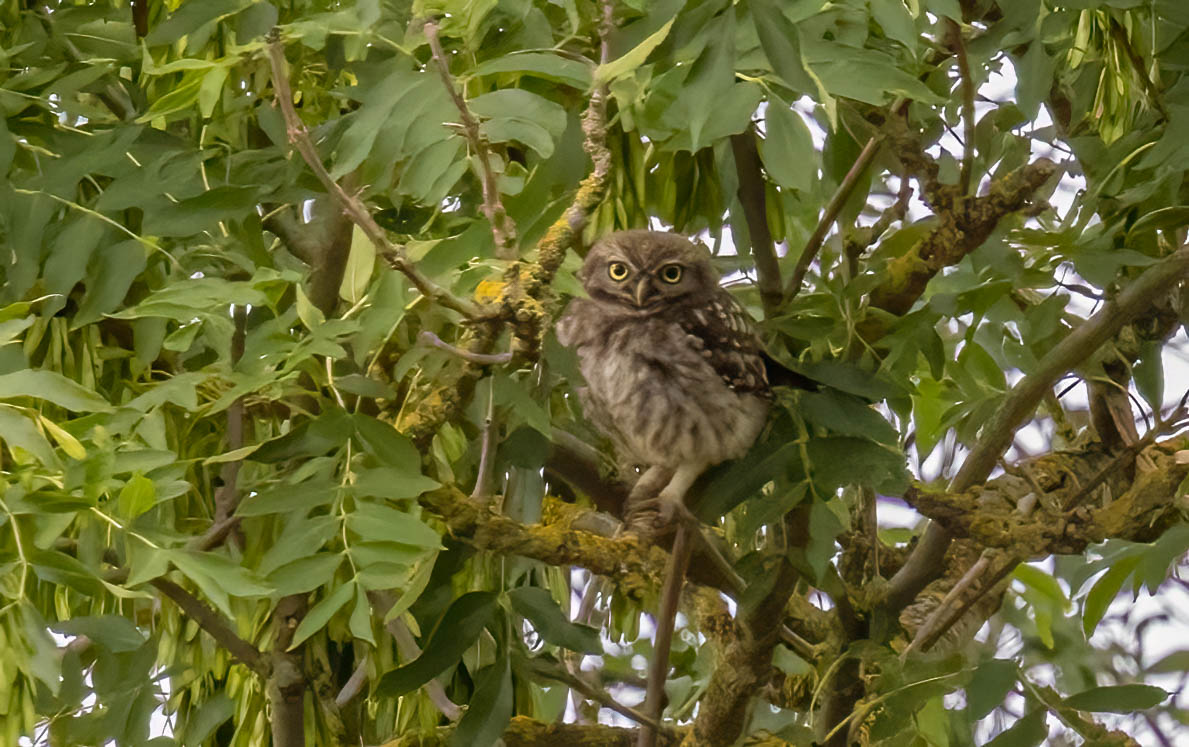 Gill Griffiths (@grifbag1) on Twitter photo I really enjoy <a href="/NorthCaveWet/">North Cave Wetlands</a> ..a great place to visit with locals always helpful and kind.
Took some time to get decent views of little owls but the med gulls were too hungry to care!🙂 I really enjoy <a href="/NorthCaveWet/">North Cave Wetlands</a> ..a great place to visit with locals always helpful and kind.
Took some time to get decent views of little owls but the med gulls were too hungry to care!🙂