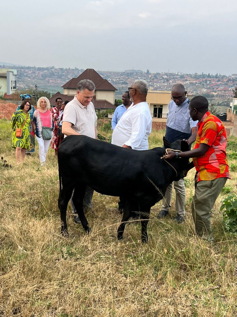 antoine_anfre's tweet image. Cérémonie de remise d'une vache 🐄 en périphérie de #Kigali au crépuscule : merci à Jean-Pierre Sagahutu, sa famille et ses amis ; et longue vie à cette vache dans les verts pâturages du #Rwanda !