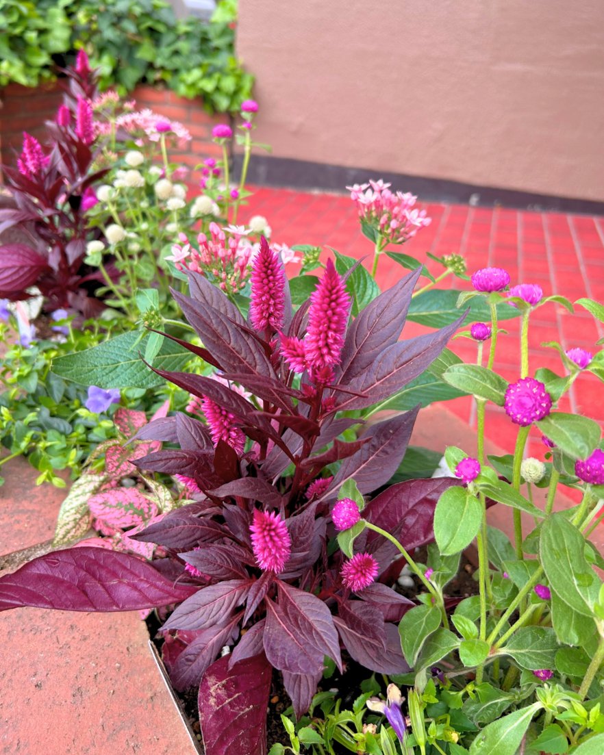 花壇では珍しい（？） ショッキングピンクやマゼンタのお花たち