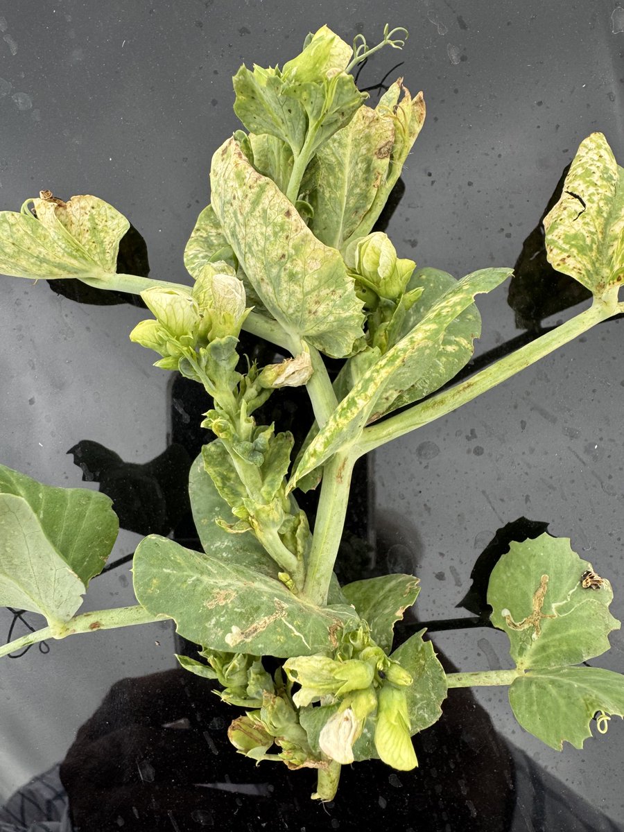 Fen Peas Ltd tweet media