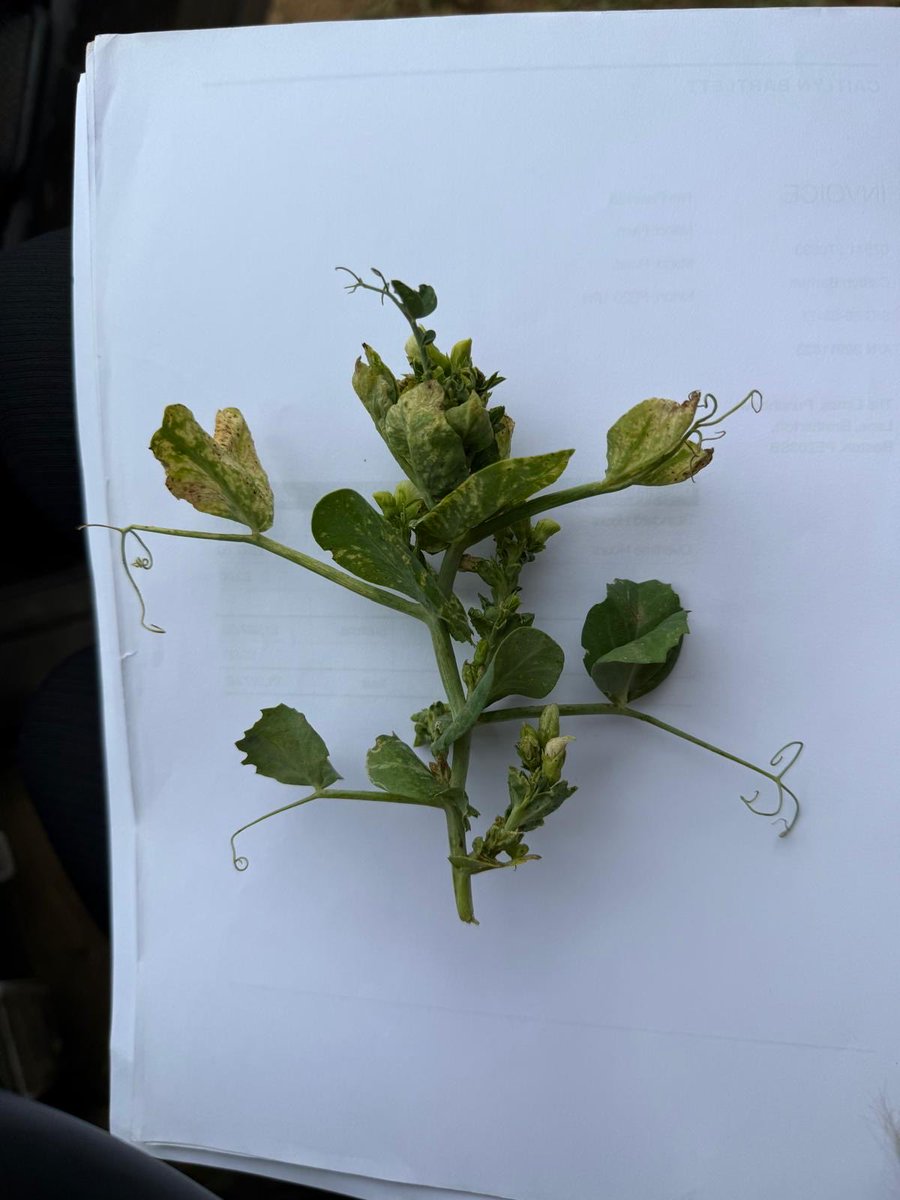 ⁦<a href="/GoodgerSimon/">Simon Goodger</a>⁩ good morning Simon. In the interest of fair play, pupil turns question master. What’s up with my peas? 🫛🫛🫛🫛