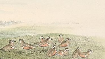 As numbers crash in Scotland's high places, is it curtains for the Dotterel as a British breeding species?
thewryneck.blogspot.com