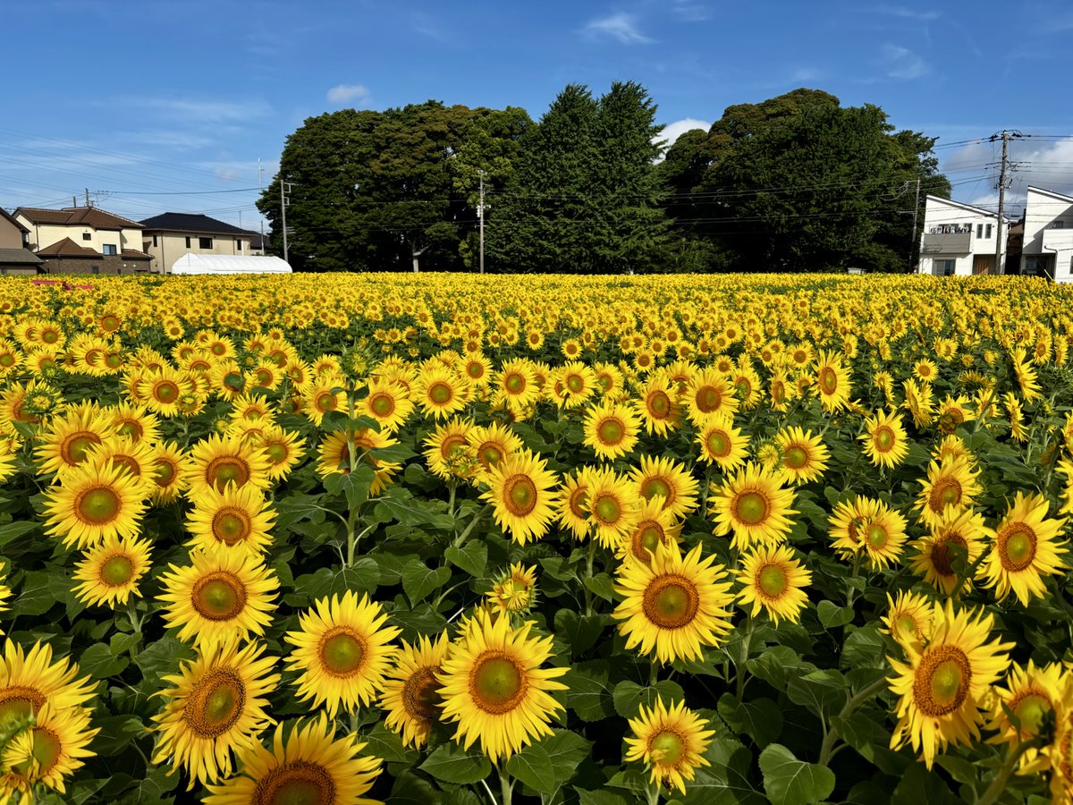 今日のひまわり回廊🌻
これでも全てが咲いてるわけではなく、9分咲きといった感じです☀

ひまわりのビタミンカラーが元気でる💪✨