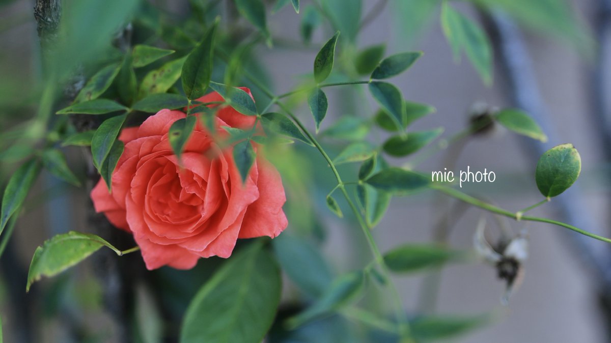 mic19951010's tweet image. おはようございます。
#TLを花でいっぱいにしよう
#photography
#ファインダー越しの私の世界
#キリトリセカイ