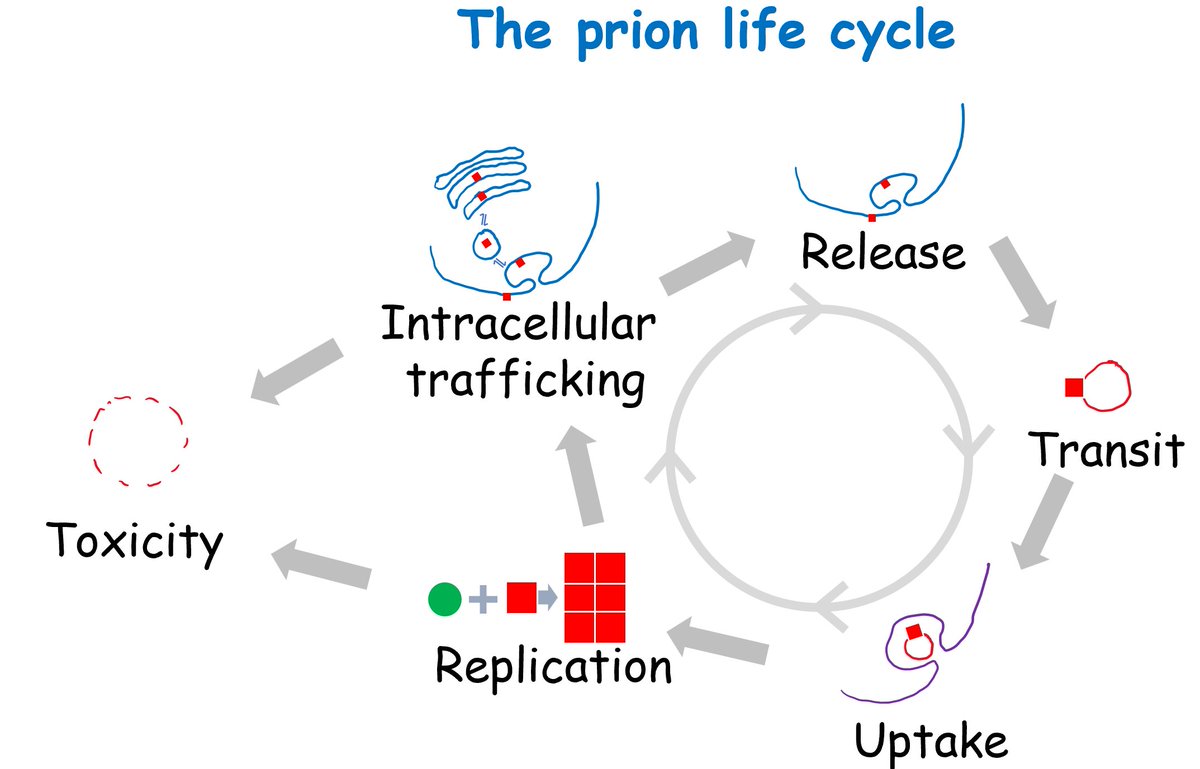AdrianoAguzzi's tweet image. Over the past 20 years, conceptual advances in prion biology have been modest and rare. Every step of the prion life cycle is still a black box. This is bad, because understanding these steps would allow us to exploit their weaknesses and devise treatments.