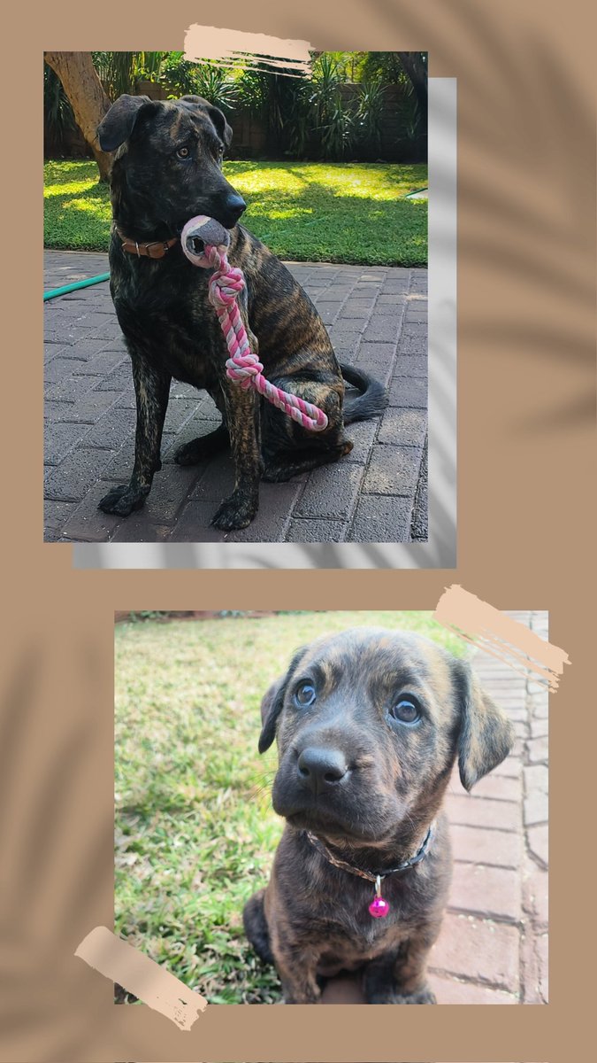 Adele3klopper3's tweet image. 🥰🐶🐾 Happy birthday Zaila....1 year!🍰🎶