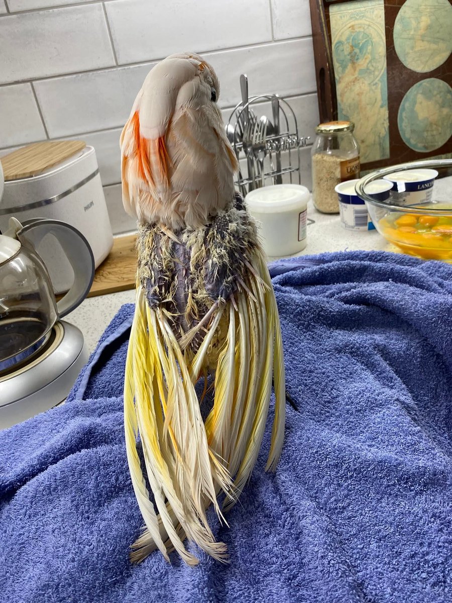 brainybirds_sa's tweet image. Toulouse is 22. He was surrendered due to his owner's poor health.
He also had an untreated leg injury and a leg ring that was too tight. When he arrived, his feathers were tatty, and he was almost completely plucked naked.
I think he like it here ☺️