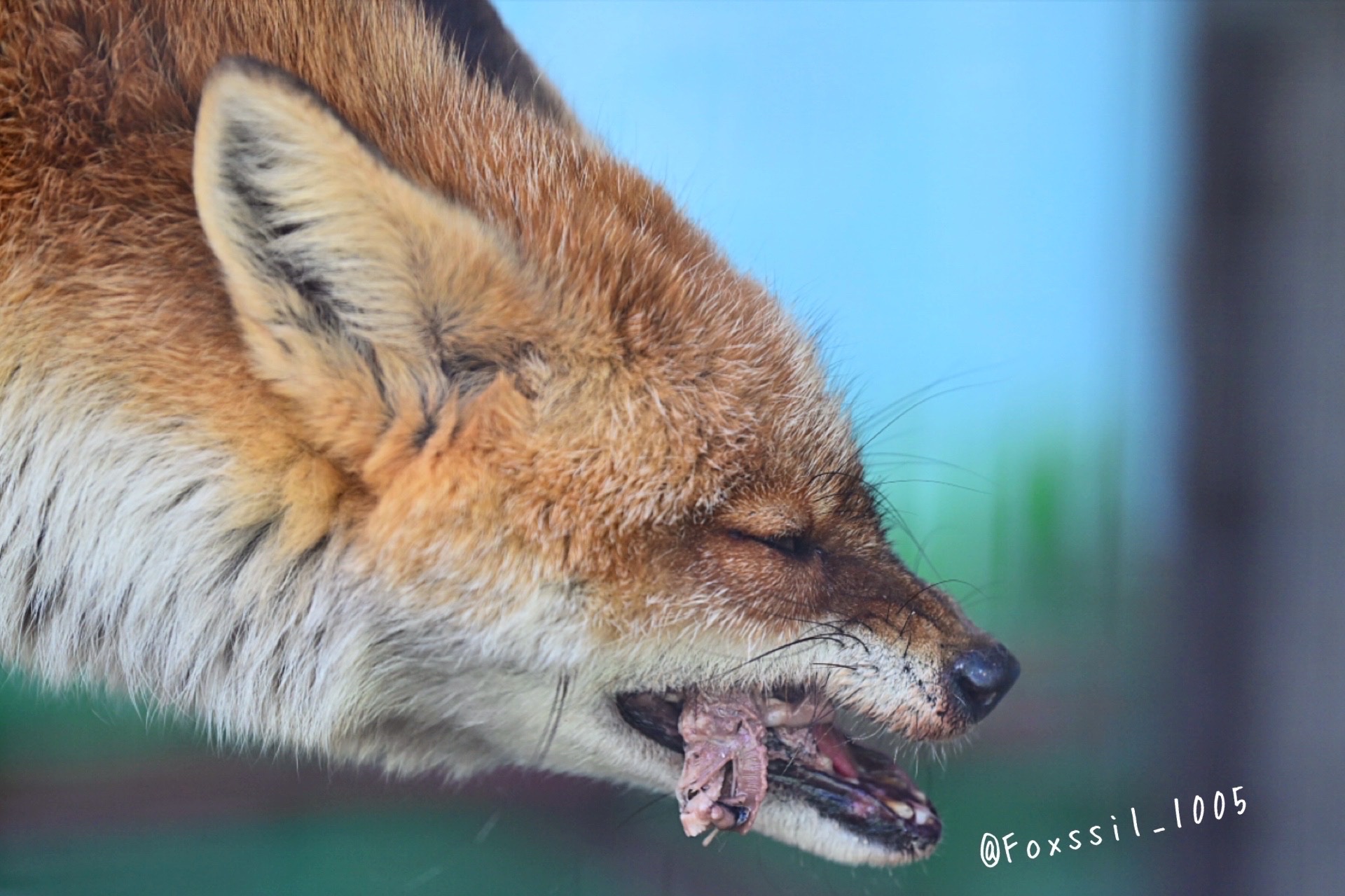 【きつね】 Foxssil(フォクシル) on X: 