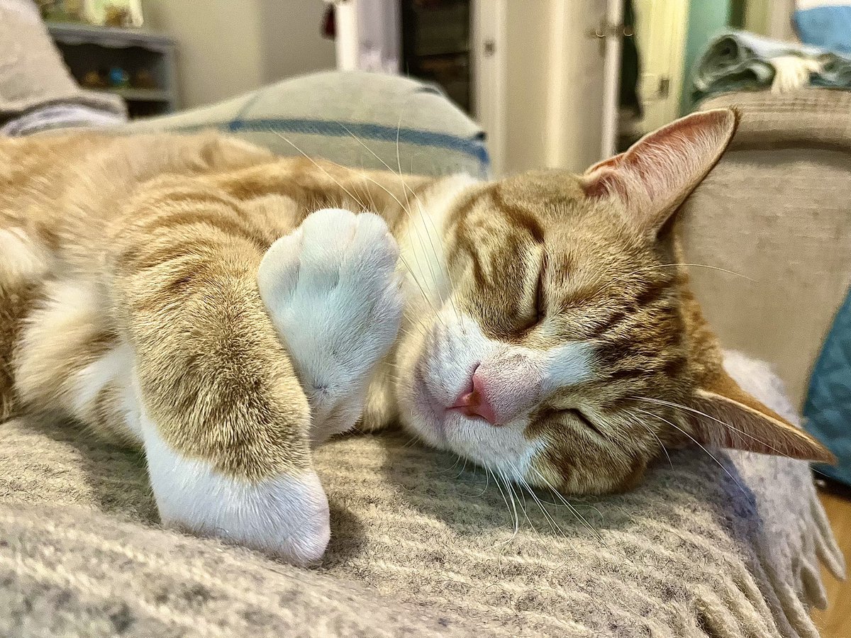 Malcolm_theCat's tweet image. Friends! We have been having some problems with our account over the last few days with our content being restricted. Yesterday the lowest number of people in years saw our post. It’s very sad for us. So if you enjoy our content, please could we ask you to help us today by…