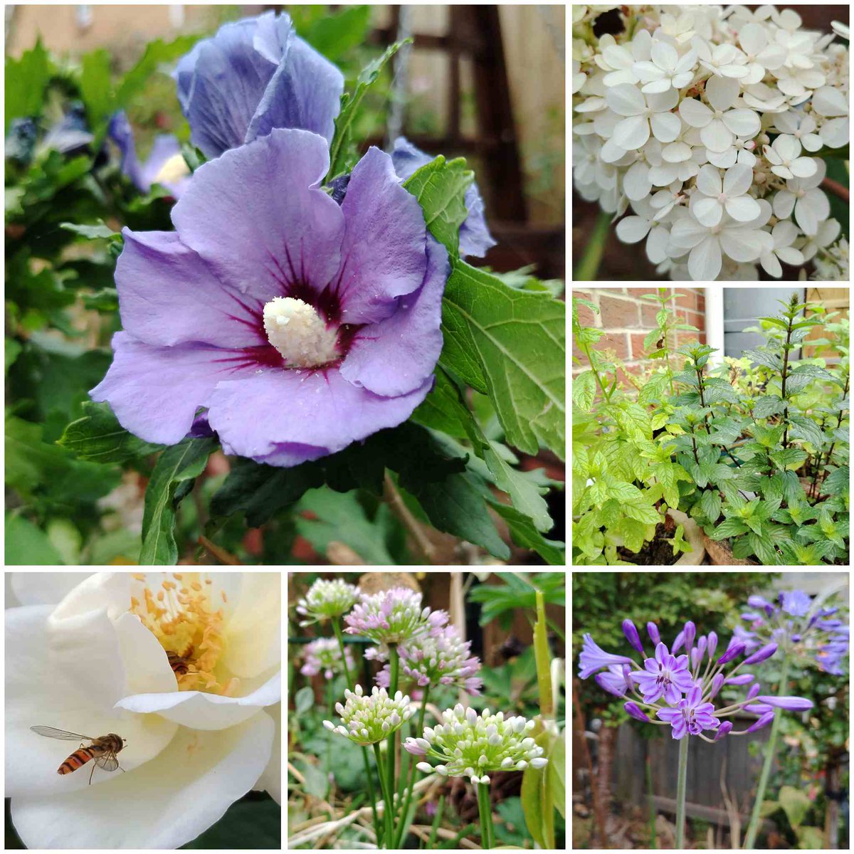 GraemeEdwards1's tweet image. In today's #SixOnSaturday... a/an Hibiscus, Hydrangea paniculata ‘Vanille Fraise,’ a trio of mints, an Agapanthus, 'Mouse Garlic' & a 'White Star' Rose with friend onemanandhisgardentrowel.wordpress.com/2025/07/19/six…