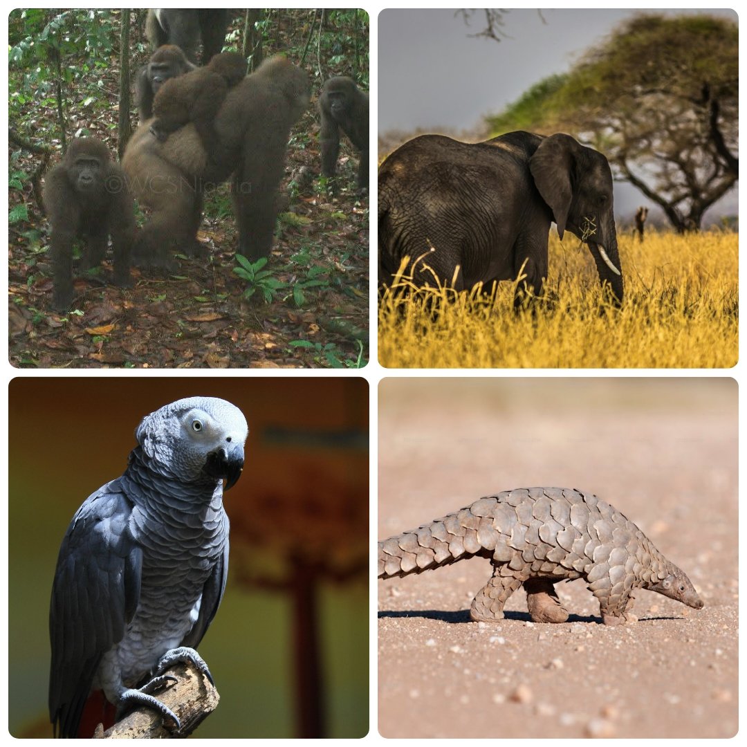 techieojo's tweet image. If you had to save just one of these from extinction, which would you choose?

🦍 Cross River Gorilla
🐘 Forest Elephant
🦜 African Grey Parrot
🦔 Pangolin

Drop your answer + reason in the comment section.

#WildlifePoll #EndangeredSpecies #EcoNigeria #NatureSaturday