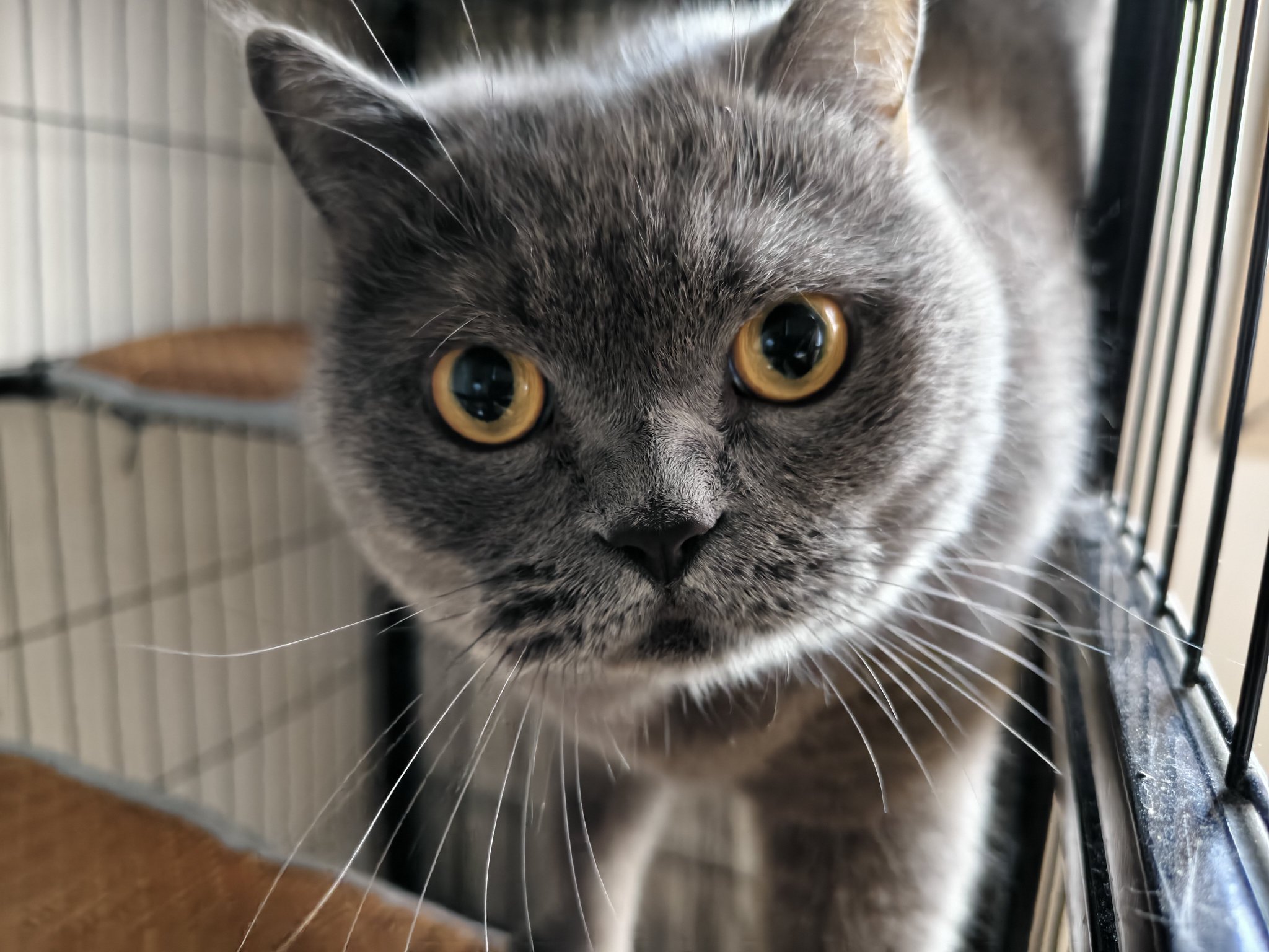 *‎ฅ猫又*ฅ 🔥ɴᴇᴋᴏᴍᴀᴛᴀ ᴜʀɪᴋᴏ🔥猫又 売子🔥ʏᴏᴋᴀɪ ᴠᴛᴜʙᴇʀ