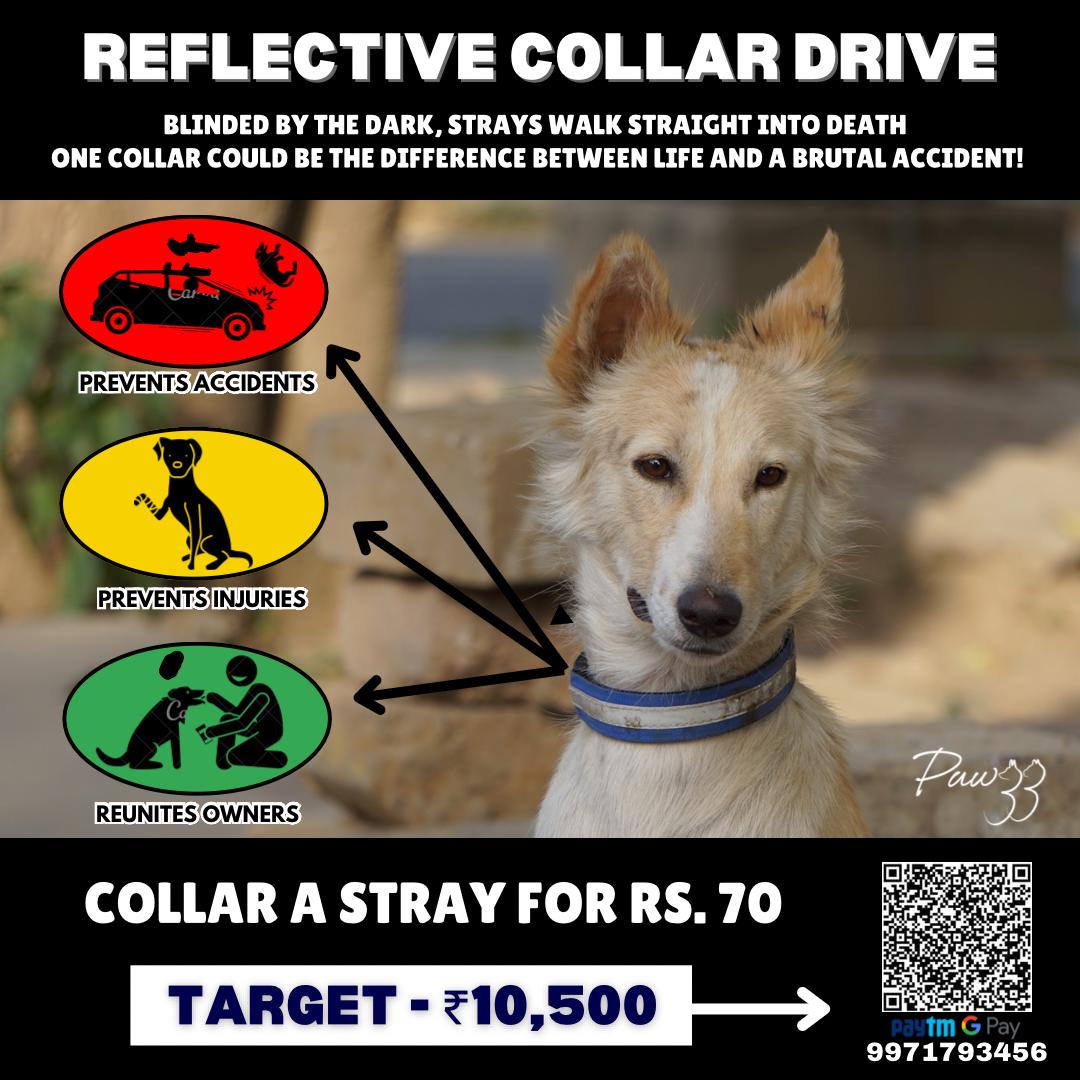 🐾 ✨ “Shine a Light, Save a Life” ✨🐾

For just ₹70, you can give this safety to another stray like them.
It’s not just a collar — it’s hope that glows in the dark. 
(SEND SCREENSHOT OF YOUR HELP)
#AbhishekMalhan
#FukraInsaan #BLACKPINK_DEADLINE #Dogslover #PETA #dogs