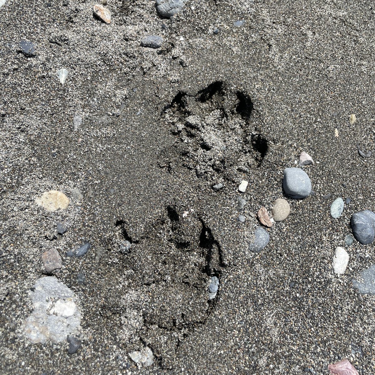 haro714's tweet image. 空も海も青い🌊💙✨
河口付近で大きな足跡発見🐾なんの足跡だろ?🤔もしかして、、、🐻💦
ちょい熱中症気味なのでヒスイパフェでクールダウン中😋💚
#いといがわサマーロックフェス