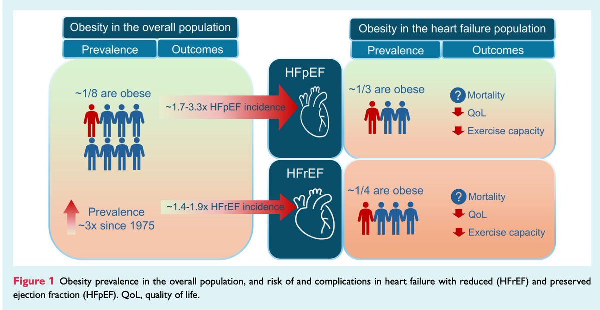 HFA_President's tweet image. #Obesity is not just a comorbidity, it plays a key role in the development & progression of #HeartFailure
Some 🔑 takeaways from #EJHF #HFA_ESC scientific statement:
📌Obesity alters myocardial energetics (FA oxidation, glucose & ketones)
📌Epicardial/visceral fat: linked to…