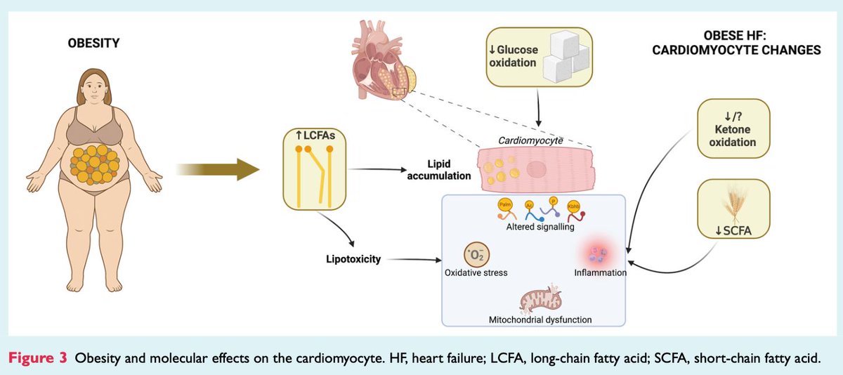 HFA_President's tweet image. #Obesity is not just a comorbidity, it plays a key role in the development & progression of #HeartFailure
Some 🔑 takeaways from #EJHF #HFA_ESC scientific statement:
📌Obesity alters myocardial energetics (FA oxidation, glucose & ketones)
📌Epicardial/visceral fat: linked to…