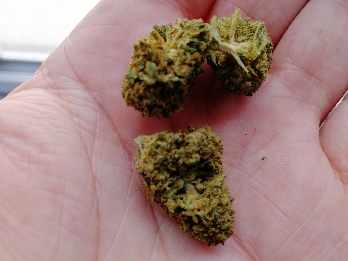 Picked up half Oz of Blueberry Runtz, still got half of the Grape Runtz left too!
That counts as two of my five a day right?...
#420Fam #StonerFam