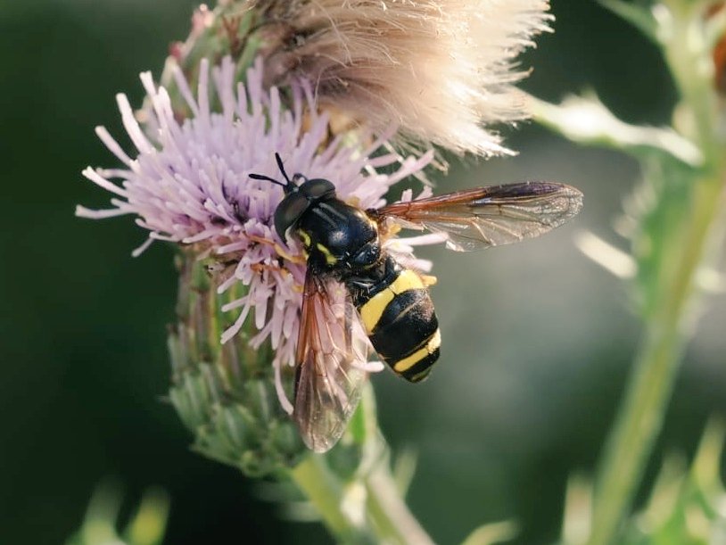 FritillaryLilly's tweet image. ? Digger Wasp seen last weekend. #UKInsects #wasps #ento #Entomology #TwitterNatureCommunity #bugs #invertebrates