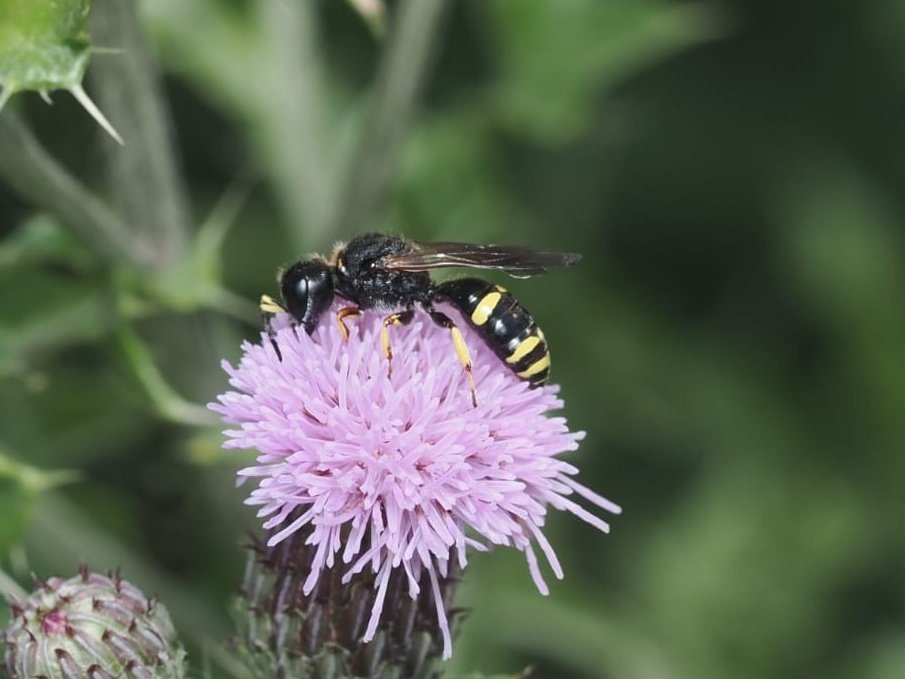 FritillaryLilly's tweet image. ? Digger Wasp seen last weekend. #UKInsects #wasps #ento #Entomology #TwitterNatureCommunity #bugs #invertebrates
