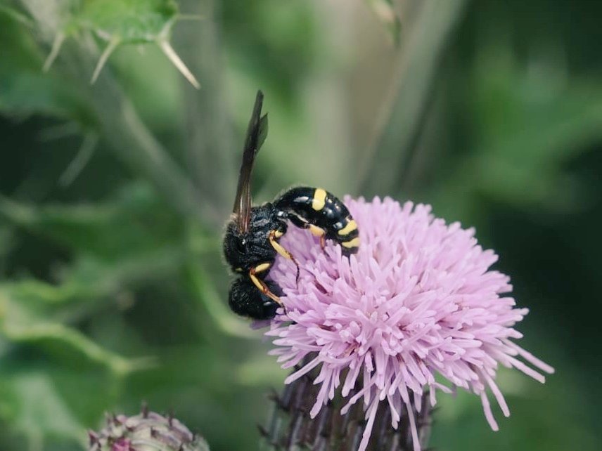 FritillaryLilly's tweet image. ? Digger Wasp seen last weekend. #UKInsects #wasps #ento #Entomology #TwitterNatureCommunity #bugs #invertebrates