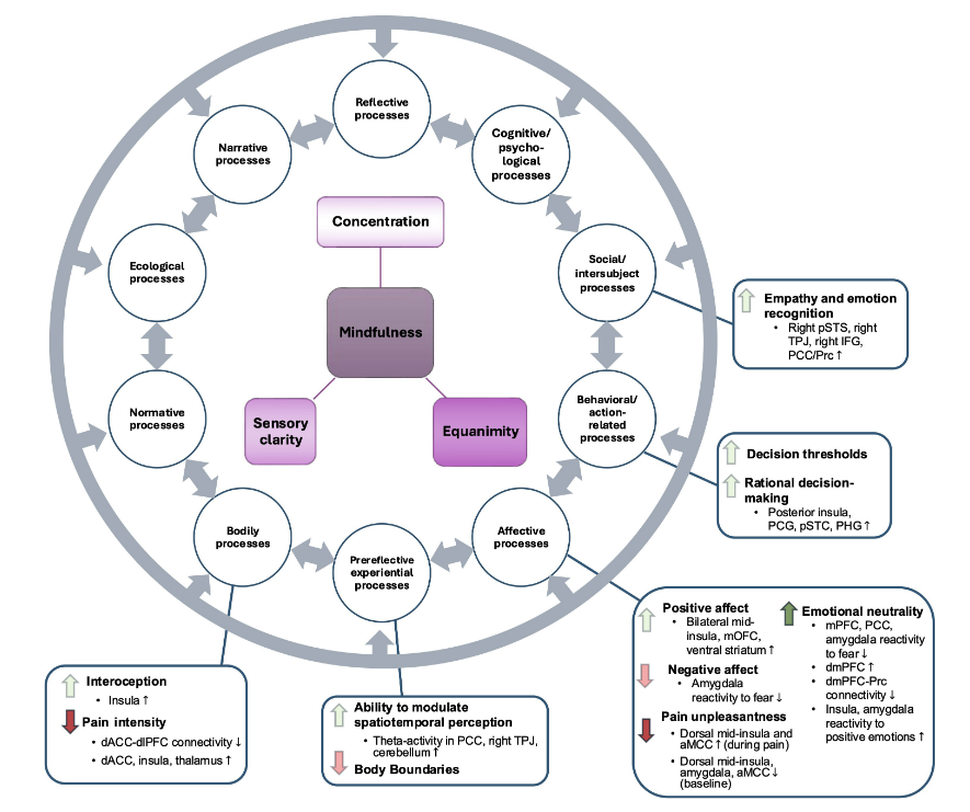 ImagingNeurosci's tweet image. New paper in Imaging Neuroscience by Sebastian Ehmann, Matthew D. Sacchet, et al:
Mindfulness, cognition, and long-term meditators: Toward a science of advanced meditation