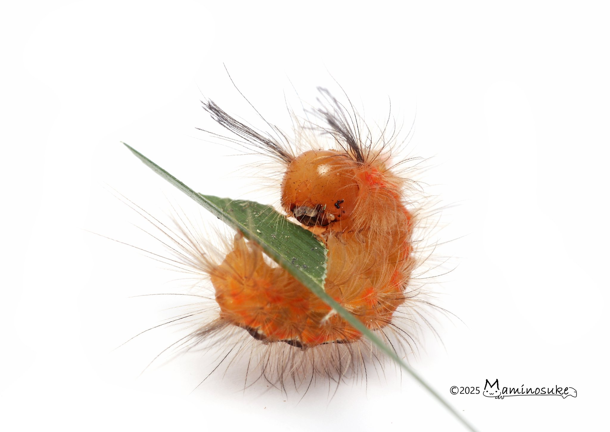 まみのすけ🐛 on X: 