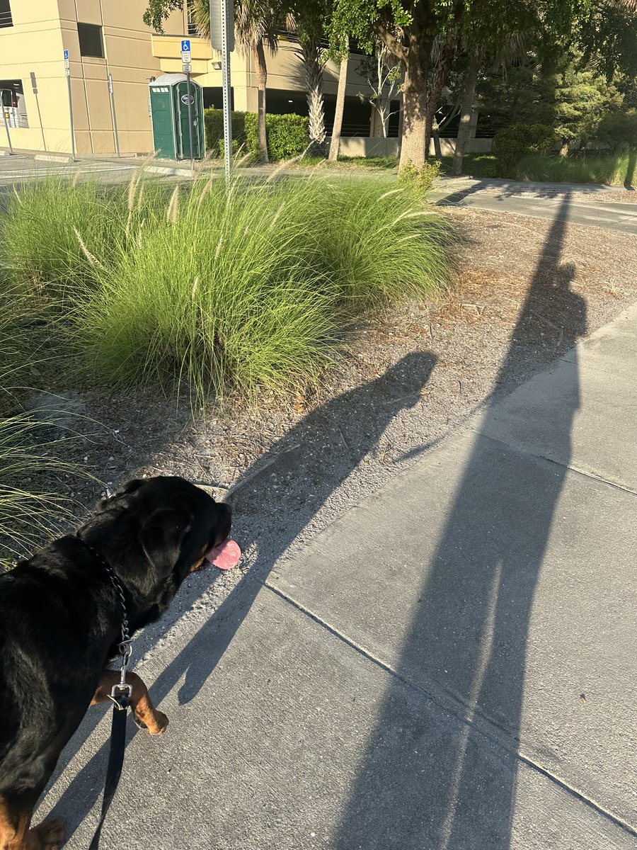 Gaurddog22's tweet image. Good morning from Sarasota. It’s time to step out of the shadows and take our country back 👊🏼🐶❤️🇺🇸47