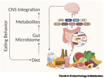 Trends_Endo_Met's tweet image. Online Now: Industrialized diets modulate host eating behavior via the microbiome–gut–brain axis dlvr.it/TM0jJC #trends #endocrinology #metabolism