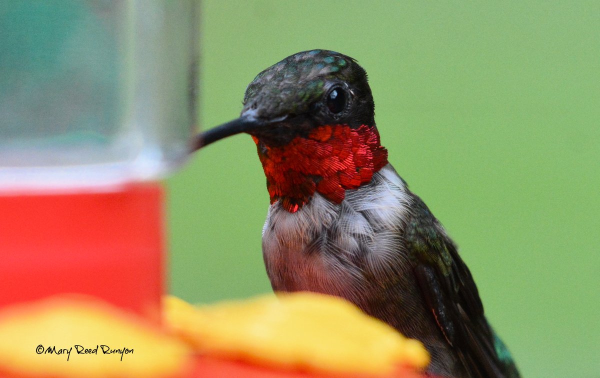MaryReedRunyon1's tweet image. Those feathers! 🥰 @WYMT @brobwx @WSAZBrandon @SpencerWeather @cjwxguy56 @Kentuckyweather @JimWKYT @JimCantore @jloganwxguy #ekywx #kywx #sekywx