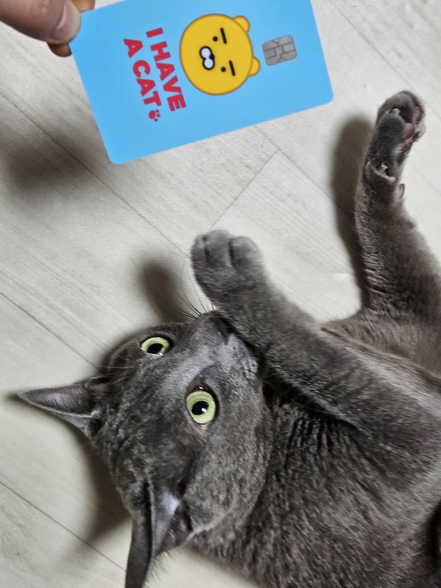 uvoiceu's tweet image. 새로 받은 카드가 좀 멋져😎🤟
I HAVE A CAT🐈‍⬛