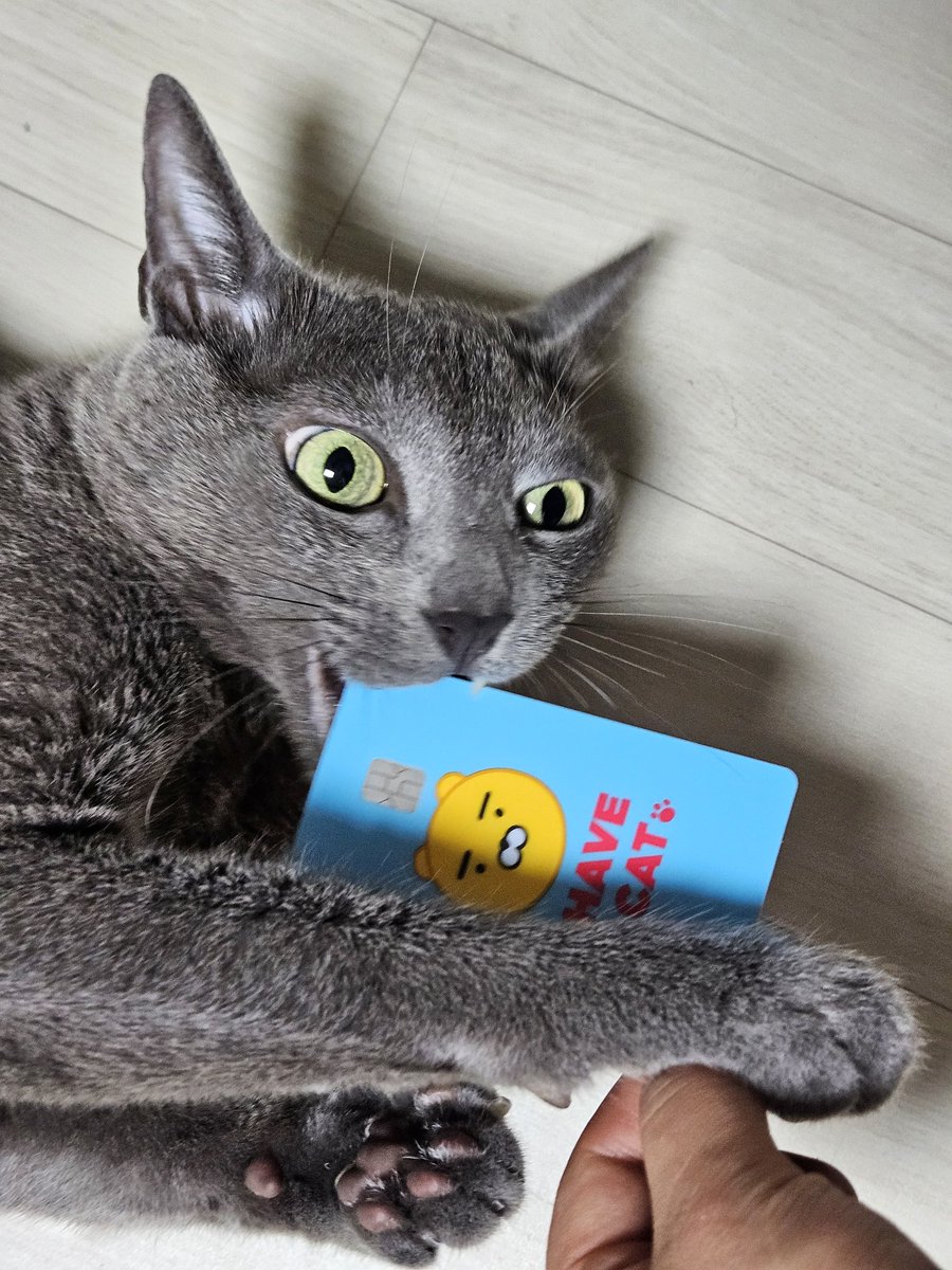 uvoiceu's tweet image. 새로 받은 카드가 좀 멋져😎🤟
I HAVE A CAT🐈‍⬛