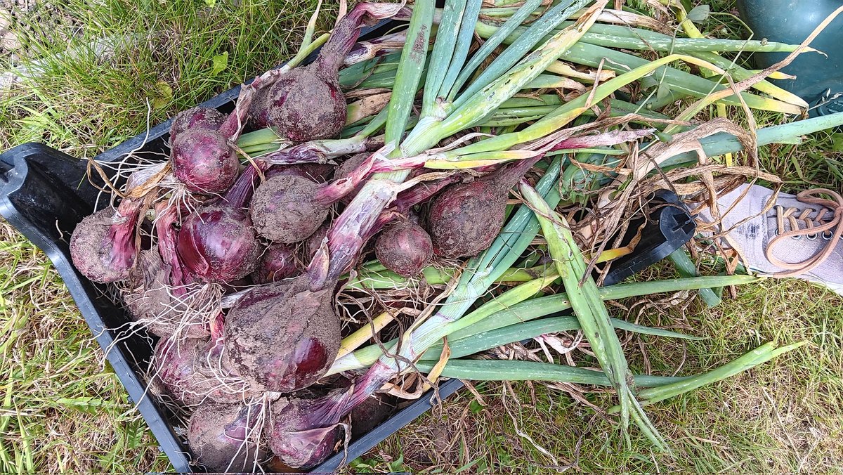 ametcalfe42's tweet image. I am very pleased with my #allotment #cardiff #potatoes harvest 2nd earlies Charlotte&apos;s if I recall &amp;amp; red onion &quot;Red Barron&quot; #growyourown should last a while.