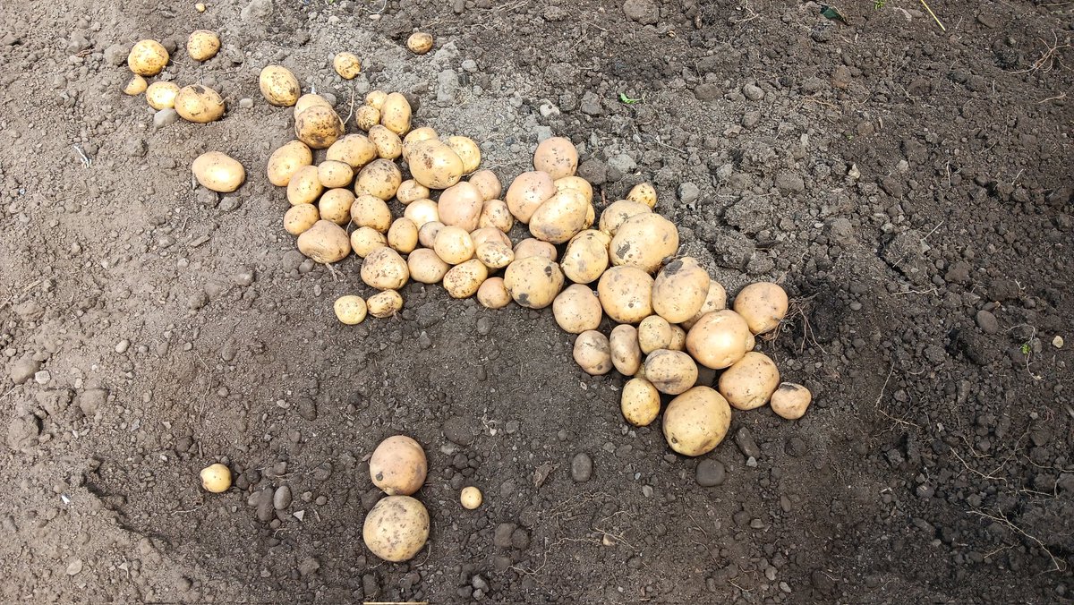 ametcalfe42's tweet image. I am very pleased with my #allotment #cardiff #potatoes harvest 2nd earlies Charlotte&apos;s if I recall &amp;amp; red onion &quot;Red Barron&quot; #growyourown should last a while.
