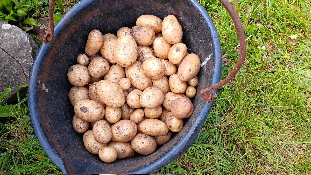 ametcalfe42's tweet image. I am very pleased with my #allotment #cardiff #potatoes harvest 2nd earlies Charlotte&apos;s if I recall &amp;amp; red onion &quot;Red Barron&quot; #growyourown should last a while.